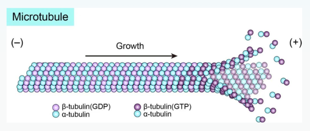 Science重磅：首次捕獲人類細胞“高速公路”構建過程的高分辨率圖像，為微管相關疾病的治療指明新的方向！