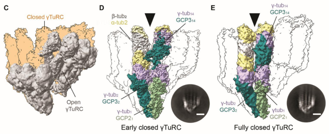 Science重磅：首次捕獲人類細胞“高速公路”構建過程的高分辨率圖像，為微管相關疾病的治療指明新的方向！
