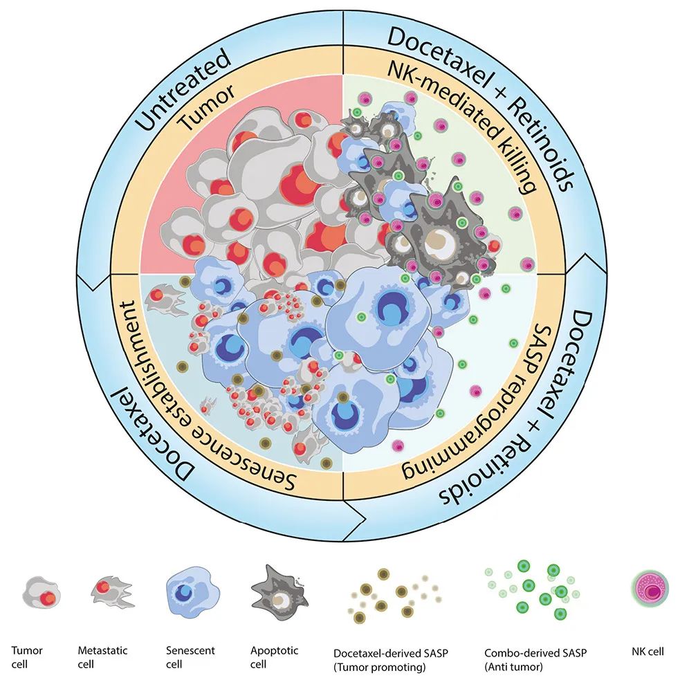 Cancer Cell：激活維A酸受體，可重編程衰老反應(yīng)，增強NK細胞抗腫瘤活性